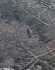 Hypsipetes amaurotis