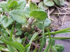 Sorosphaerula veronicae