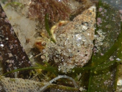 Pagurus acadianus