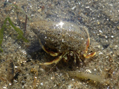 Pagurus acadianus