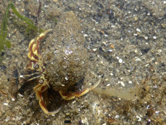 Pagurus acadianus
