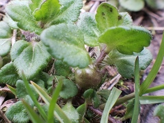 Sorosphaerula veronicae