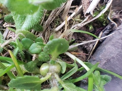 Sorosphaerula veronicae