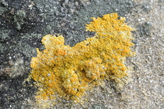 Flavoplaca marina