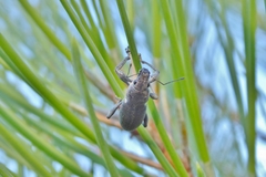 Brachyderes lusitanicus
