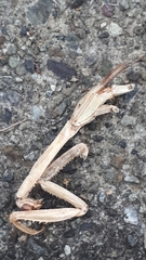 Mantidae