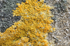 Flavoplaca marina