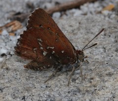 Aloeides thyra thyra