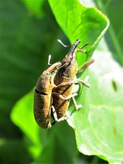 Lixus bardanae