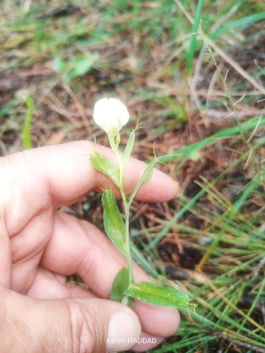 Winged Vetchling