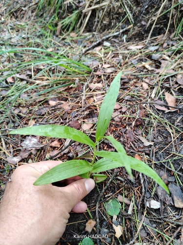 Narrow-leaved Helleborine