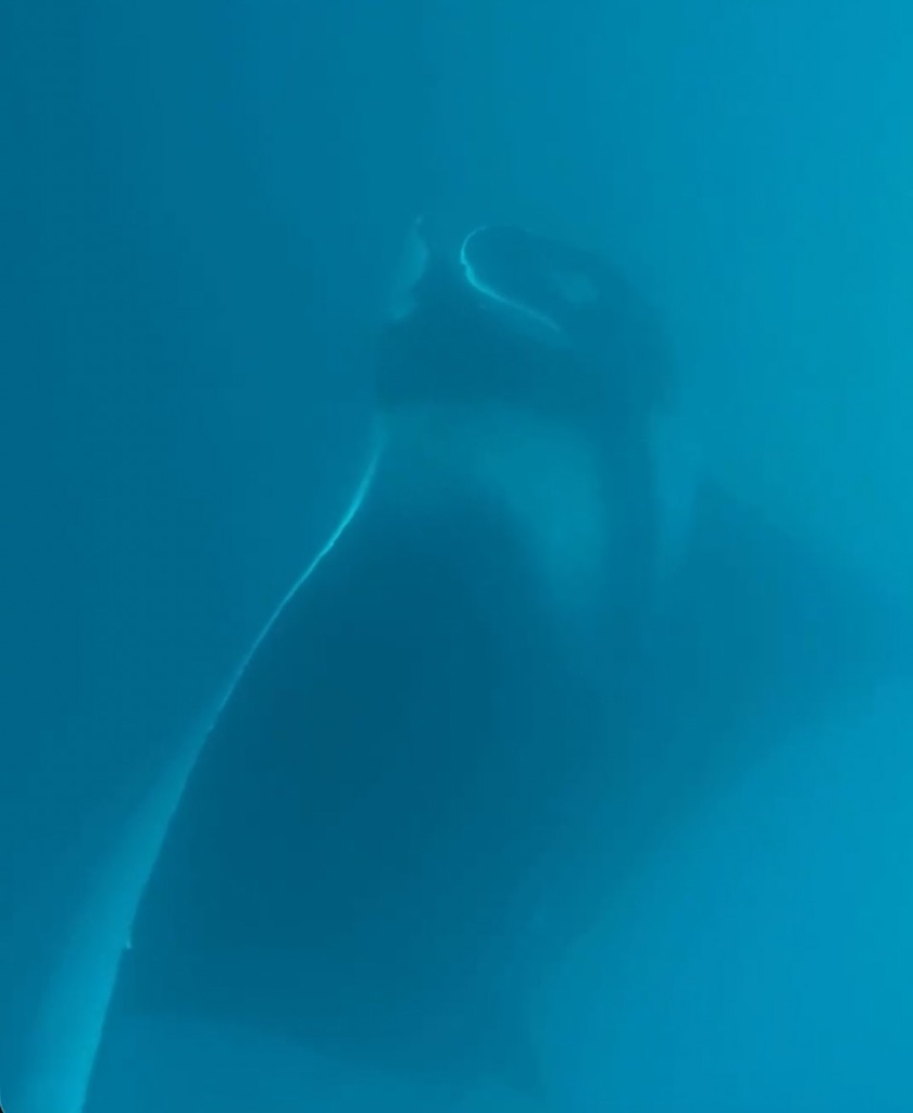 Atlantic manta