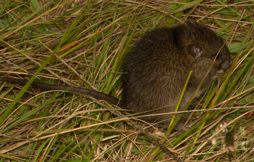 Rattus exulans observed 2026-05-06