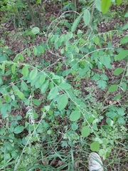 Styphnolobium affine