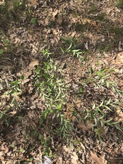 Polygonatum biflorum biflorum
