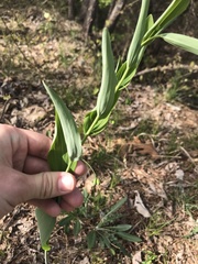 Polygonatum biflorum biflorum