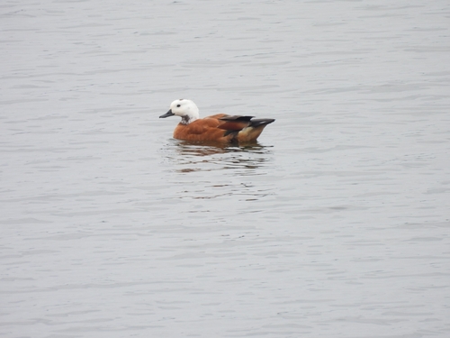 iNaturalist image