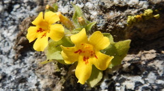 Erythranthe geniculata
