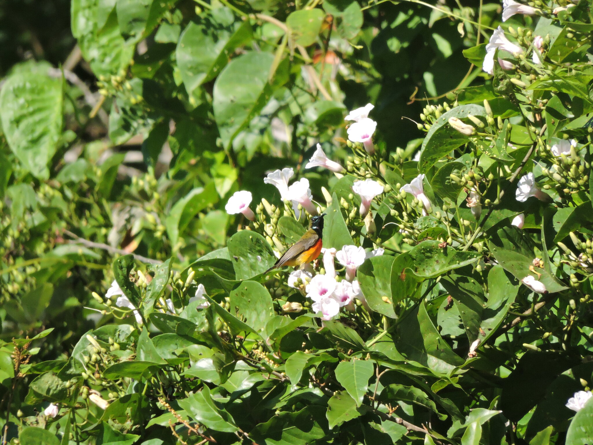 Flame-breasted Sunbird (Cinnyris solaris), photo 3