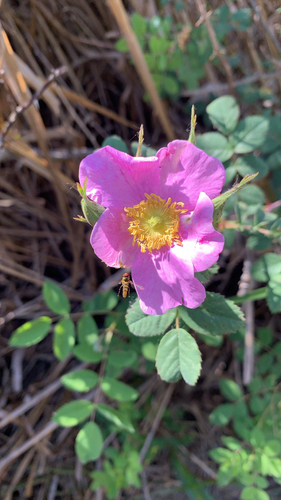 iNaturalist observation photo of California Wild Rose