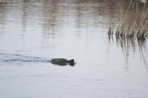 American Coot photographed in North Dakota