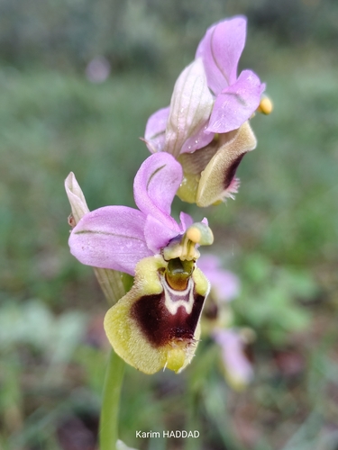 Sawfly Orchid