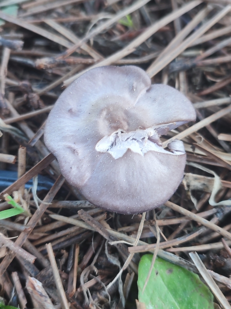 Collybia sordida · May 2026 · photo: © niichneumon (iNaturalist, cc0)