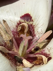 Calochortus catalinae, photograph author not stated, no rights reserved