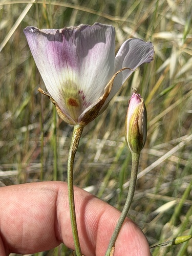 Calochortus catalinae, photograph 6