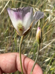 Calochortus catalinae, photograph author not stated, no rights reserved