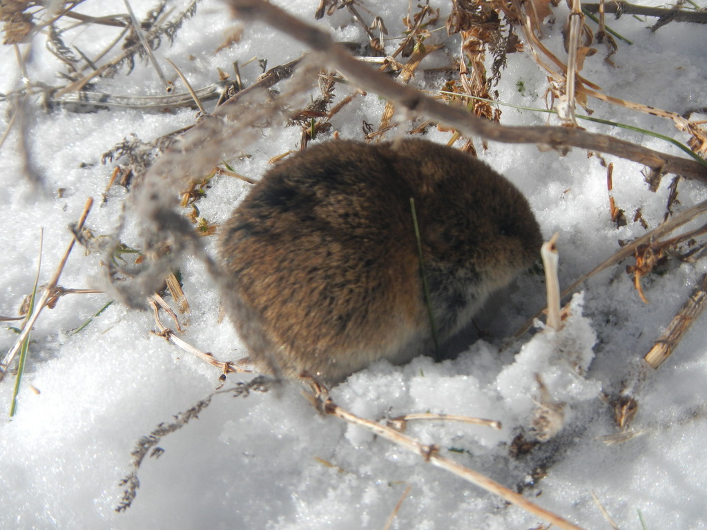 Calabria Pine Vole