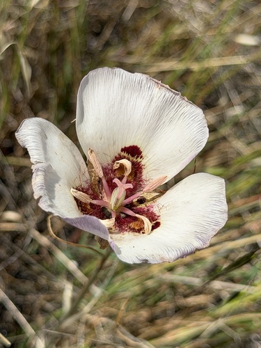 Calochortus catalinae, photograph 4
