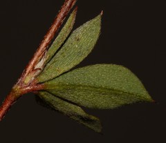 Indigofera glomerata × guthriei