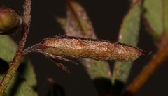 Indigofera glomerata × guthriei