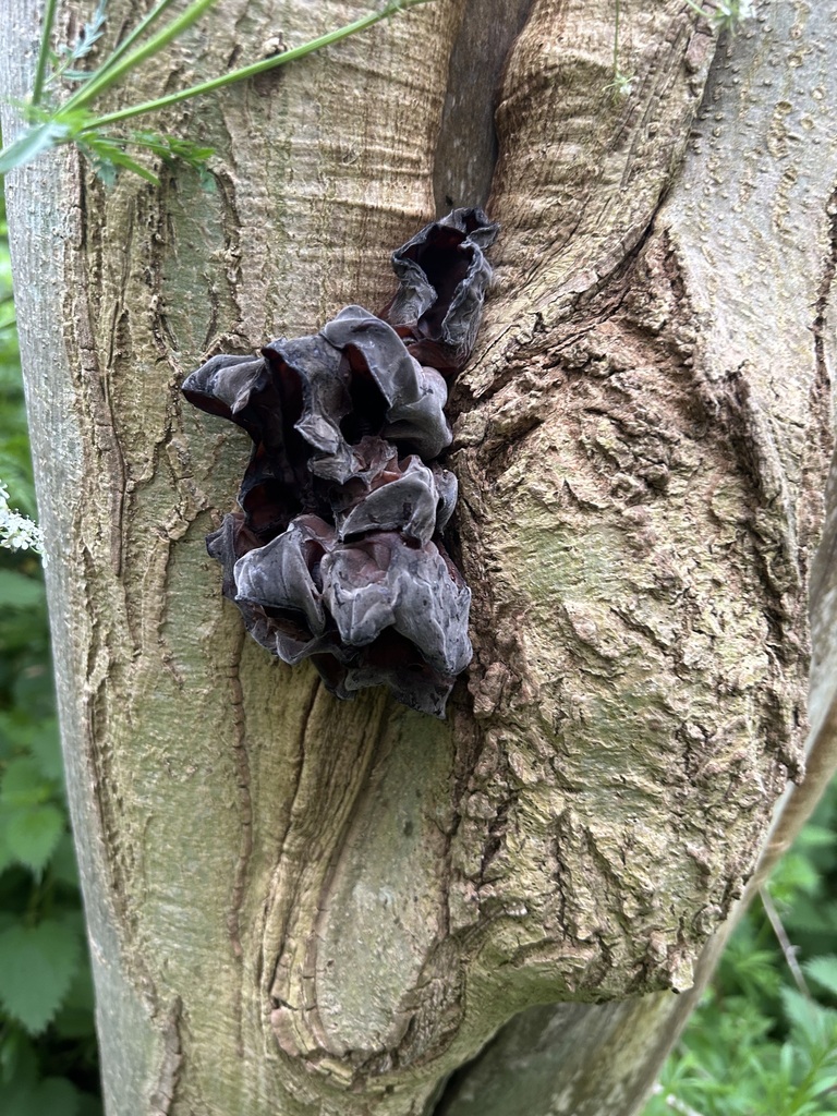 Auricularia auricula-judae · May 2026 · photo: © priyastoric (iNaturalist, cc-by)