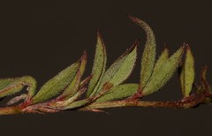 Indigofera glomerata × guthriei