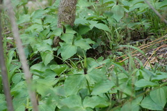 Trillium viridescens