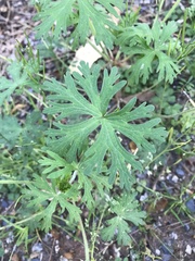 Geranium bicknellii
