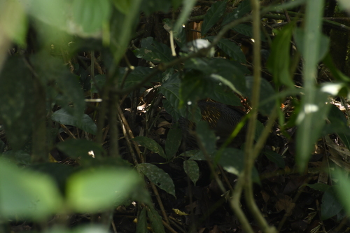 Grey Junglefowl (Gallus sonneratii), photo 5