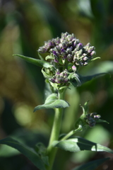 Cynoglossum creticum