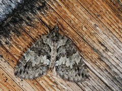 Hydriomena renunciata