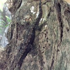 Hemidactylus platyurus