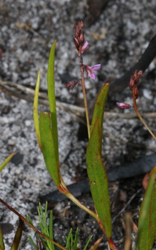 Image of Indigofera guthriei by (c) Brian du Preez, some rights reserved (CC BY-SA)