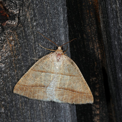 Petrophora subaequaria