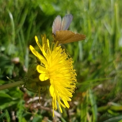 Zizina otis labradus