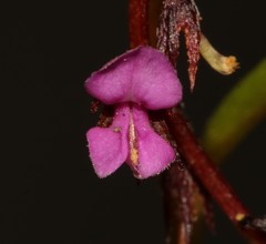 Indigofera guthriei