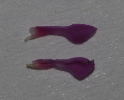 Image of Indigofera guthriei by (c) Brian du Preez, some rights reserved (CC BY-SA)