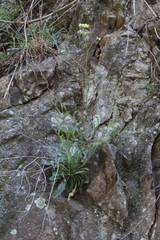 Biscutella auriculata