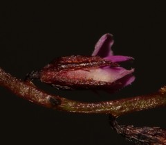 Indigofera guthriei