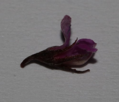 Image of Indigofera guthriei by (c) Brian du Preez, some rights reserved (CC BY-SA)